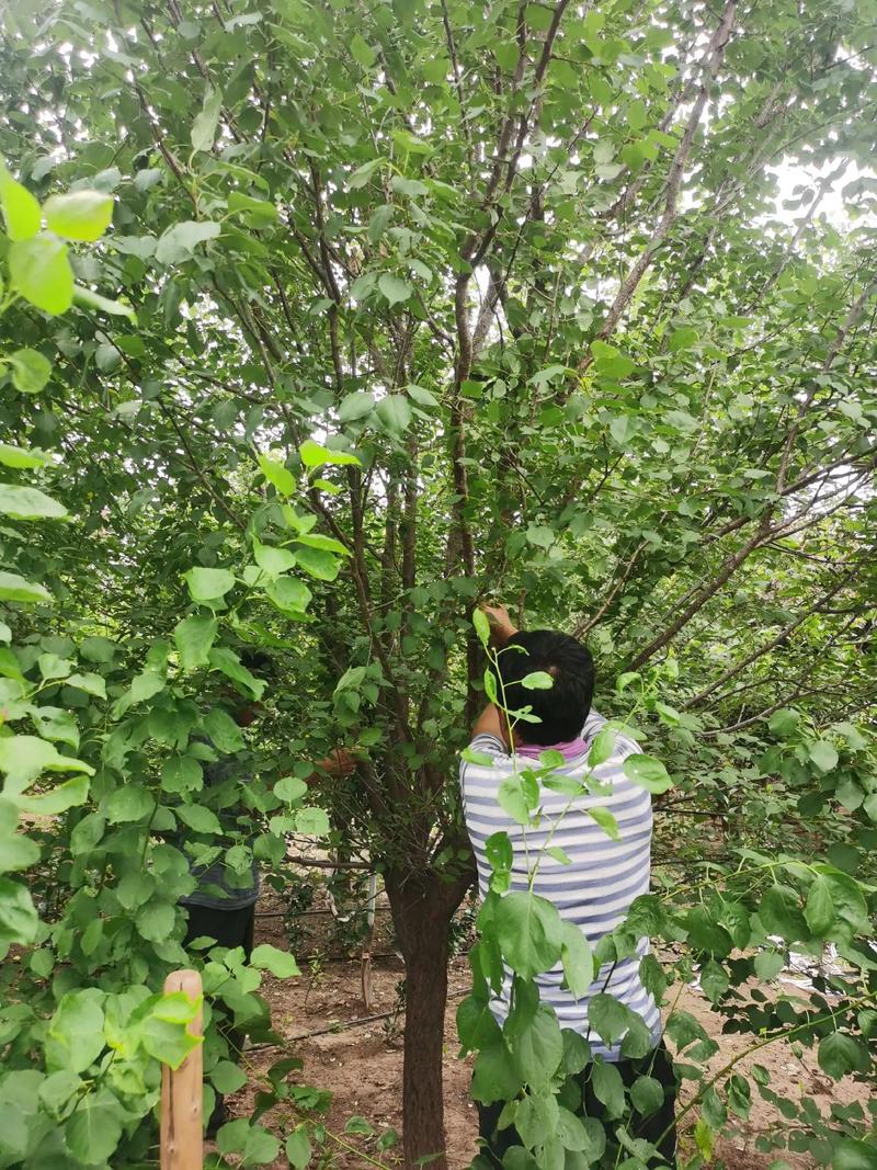 山杏苗供应 园林绿化工程的优选之材