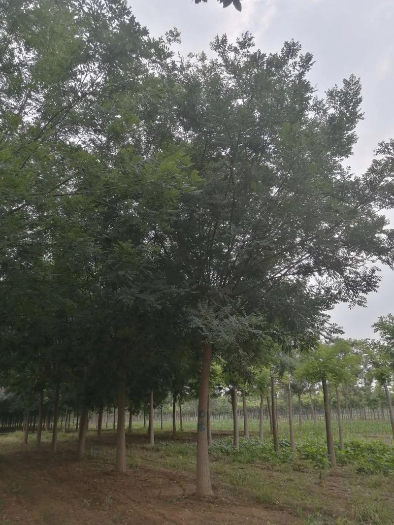 绣治园林绿化工程入驻苗木通，河北刘京海 以金枝槐为媒，绘就生态画卷