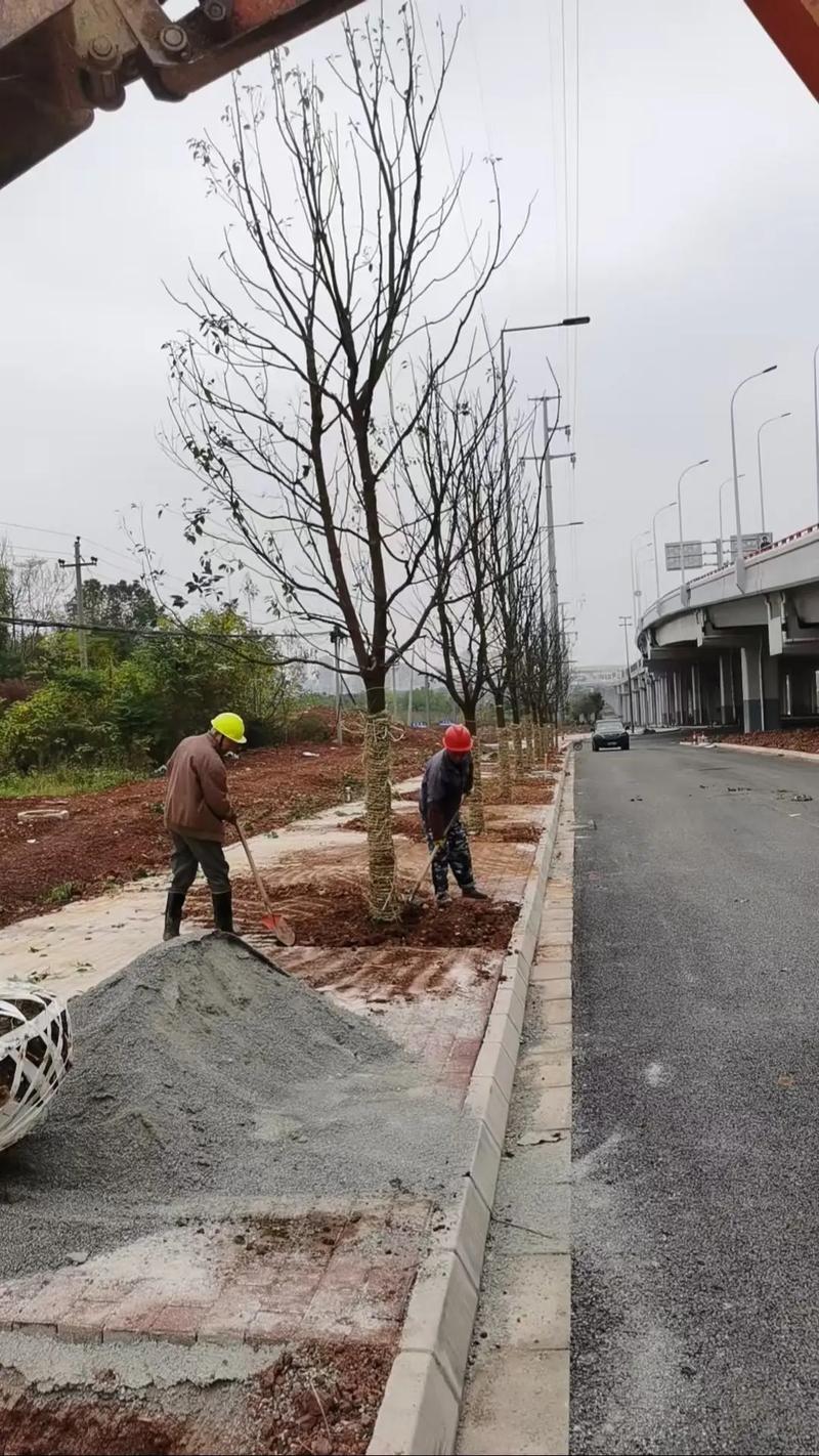 绿意新程 景荣苗木为园林绿化再添一抹春色