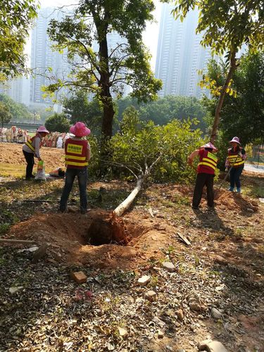 深圳市中景园园林绿化工程